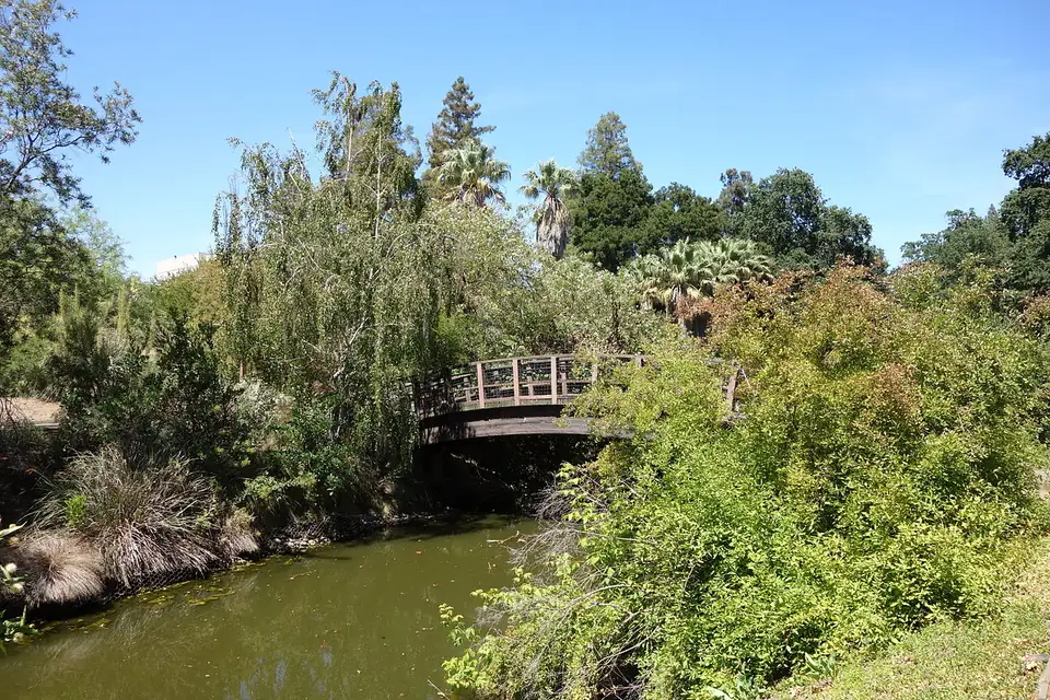 A bridge and water at Putah Creek in the UC Davis Arboretum
