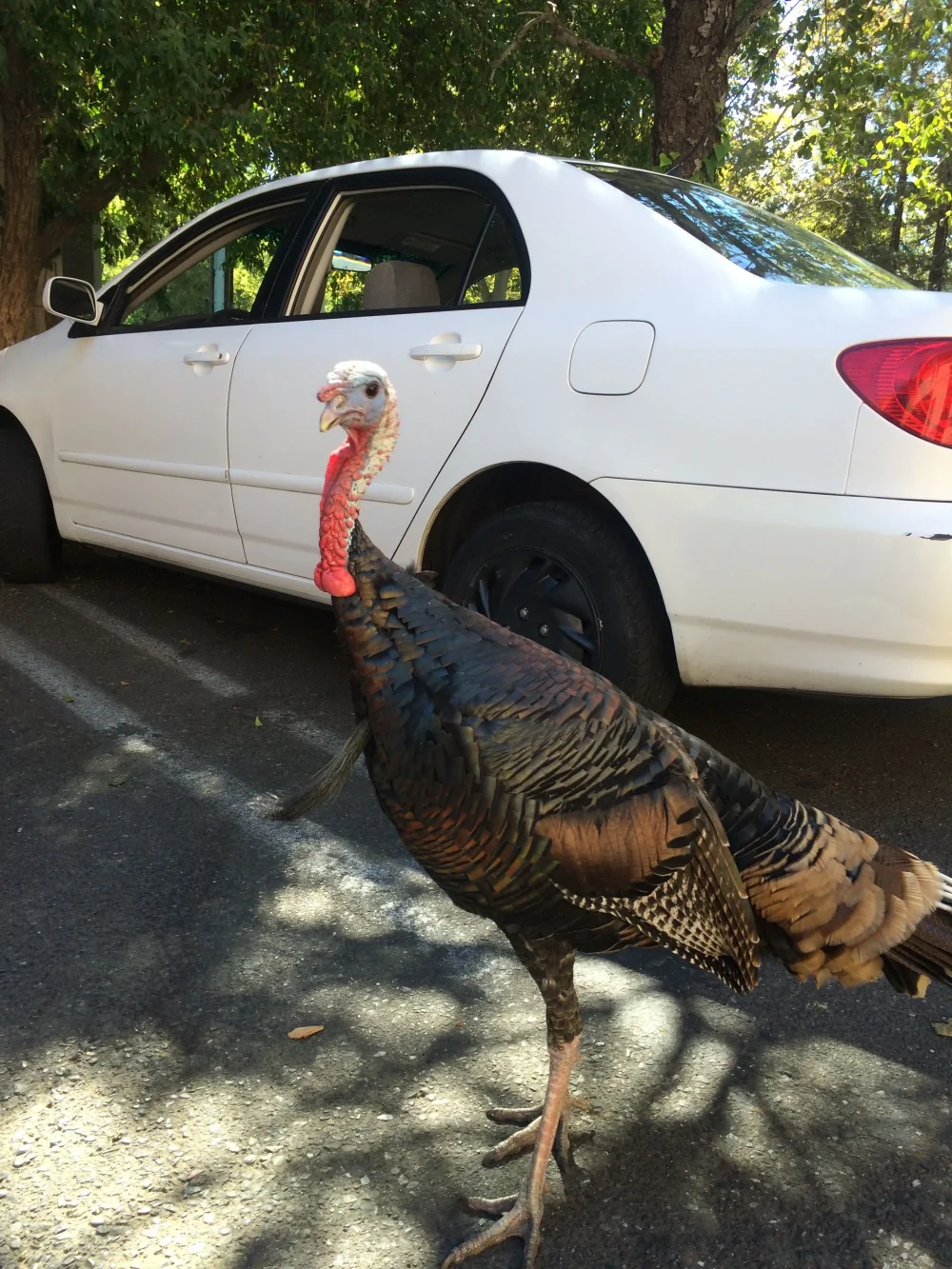 A wild turkey walking beside a parked car in Davis